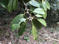 Quercus glauca