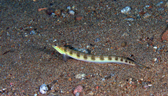 Trichonotus setiger