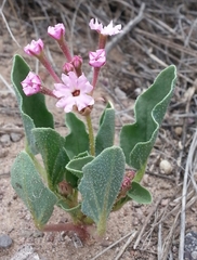 Tripterocalyx carneus