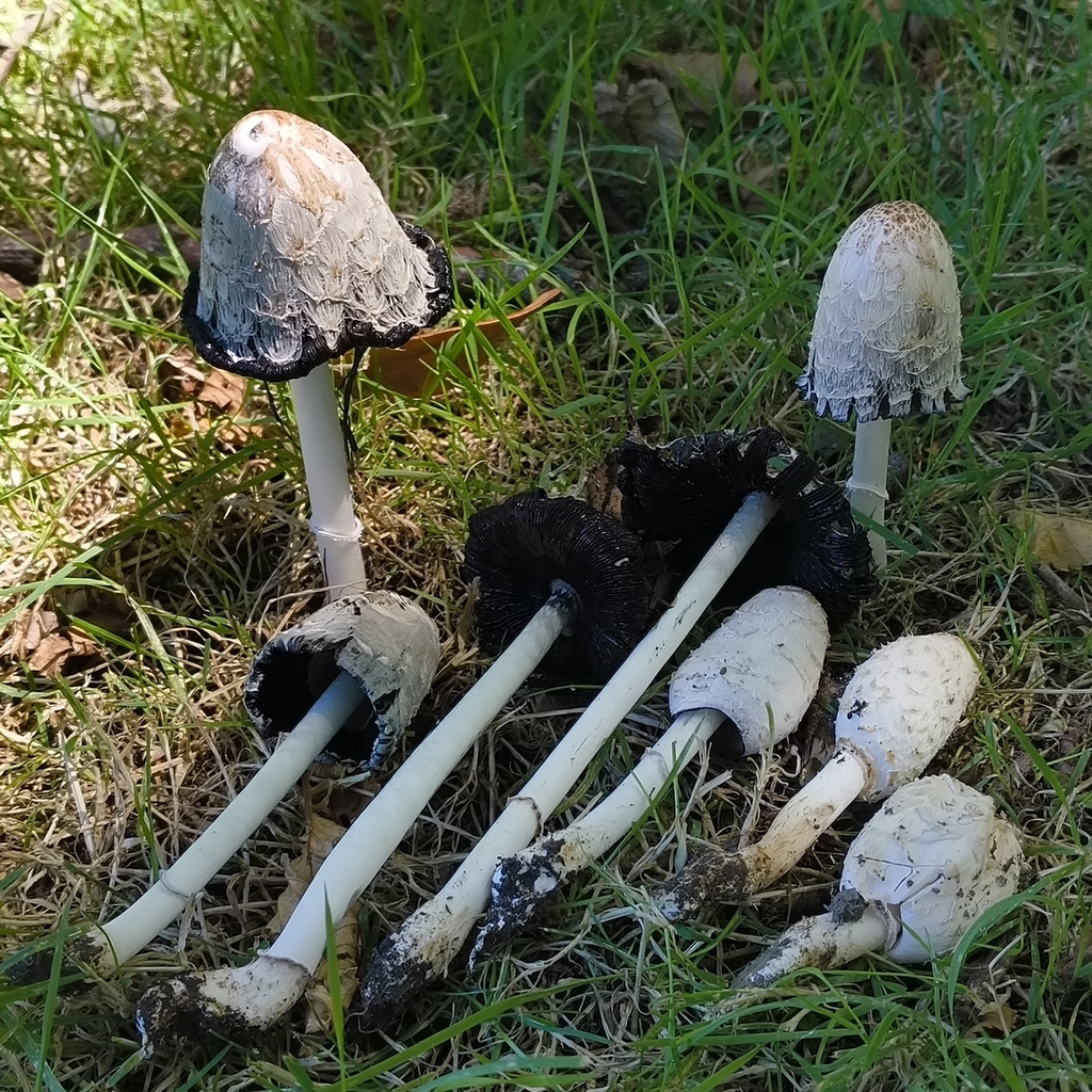 Coprinus comatus · February 2026 · photo: © zedt (iNaturalist, cc-by)