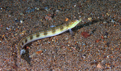 Trichonotus setiger