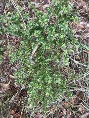 Vaccinium myrsinites