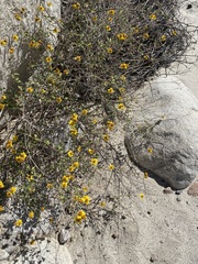 Bahiopsis triangularis