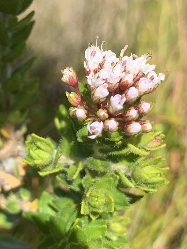 Grysbuck Buchu (Agathosma ciliata)