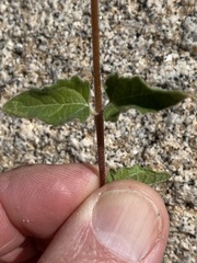 Bahiopsis triangularis