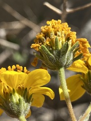 Bahiopsis triangularis