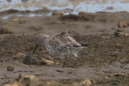 Great Knot (Calidris tenuirostris), photo 10