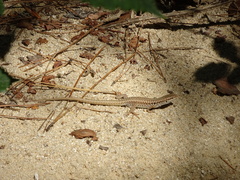 Podarcis erhardii riveti