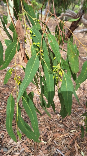 White ironbark (Eucalyptus leucoxylon)