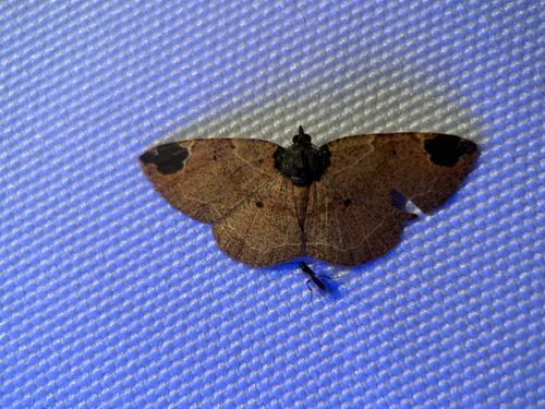 Petelia binigrata