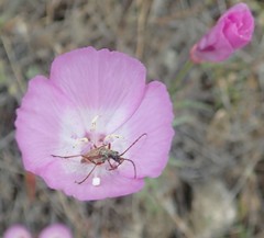 Clarkia lewisii