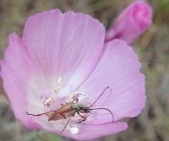 Clarkia lewisii