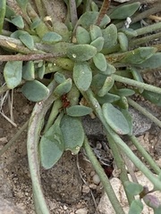 Drymaria holosteoides