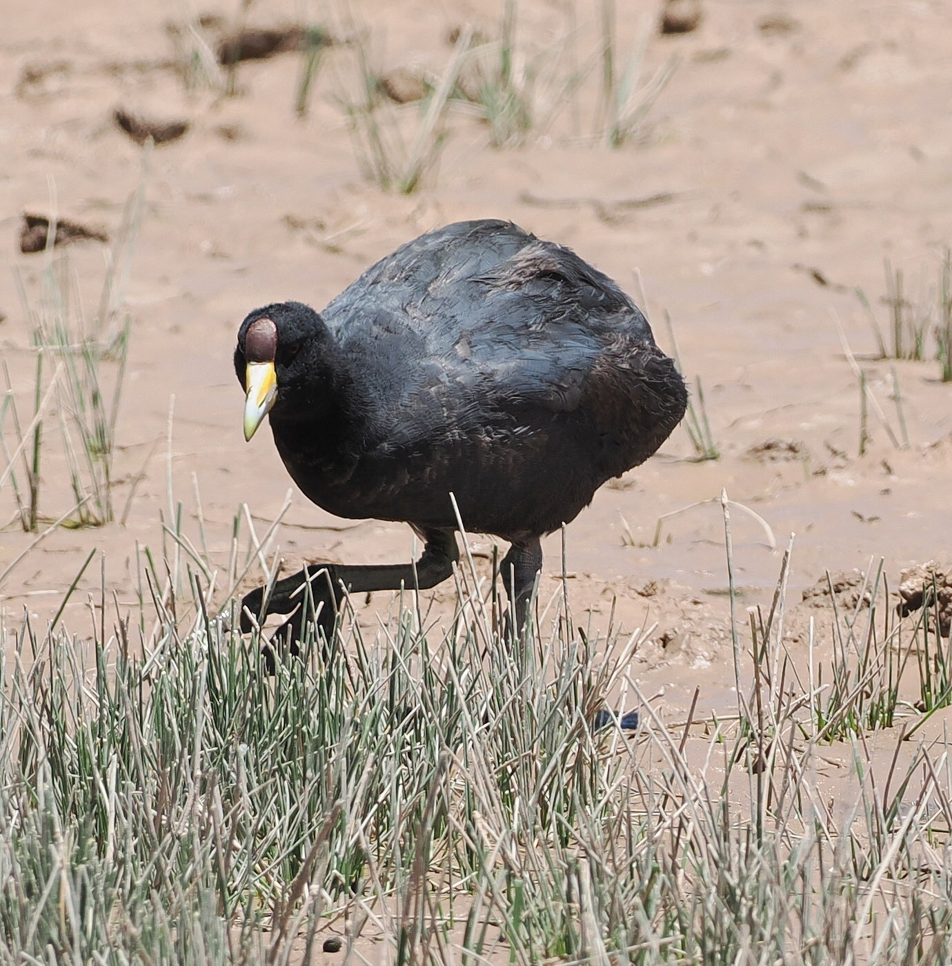 Andean Coot (Fulica ardesiaca), photo 7