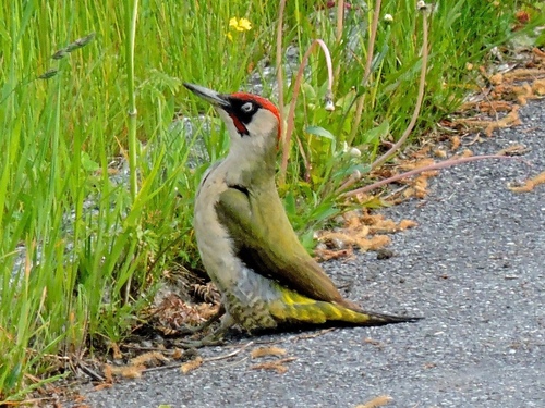 Foto de European Green Woodpecker
