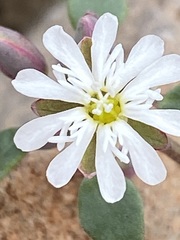 Drymaria holosteoides