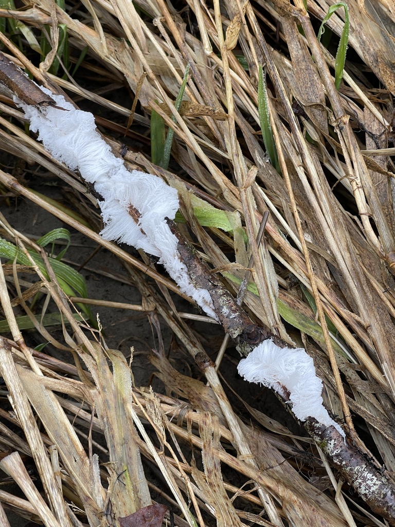 Exidiopsis effusa · February 2026 · photo: © erichabisch (iNaturalist, CC)