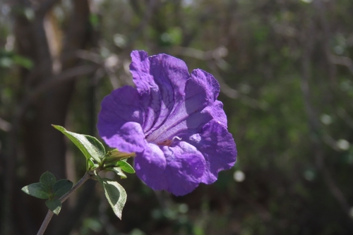 Ruellia californica