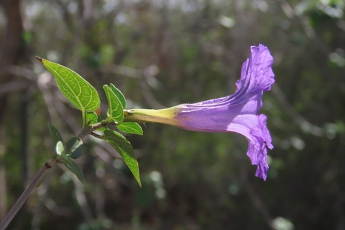 Ruellia californica