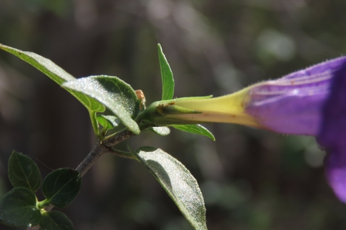 Ruellia californica