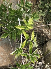 Rubus ludwigii