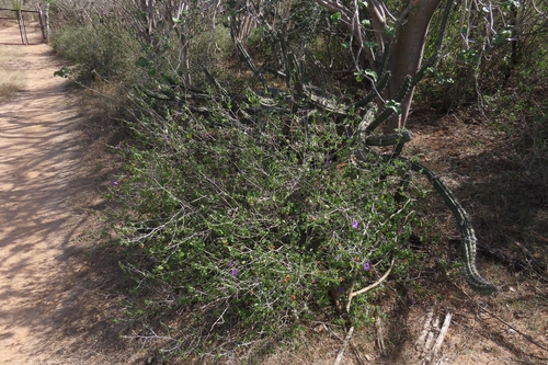 Ruellia californica