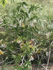 Rubus ludwigii