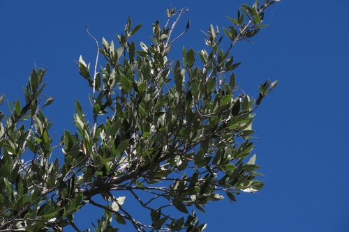 Brandegee Oak (Quercus brandegeei)