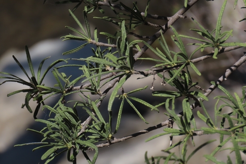Lollipop Tree (Forchhammeria watsonii)