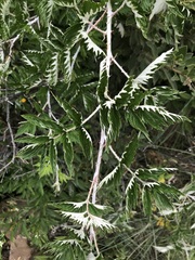 Rubus ludwigii