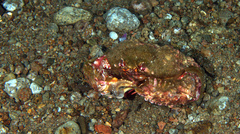 Calappa bicornis
