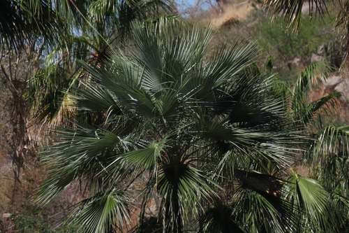 San José Hesper Palm (Brahea brandegeei)