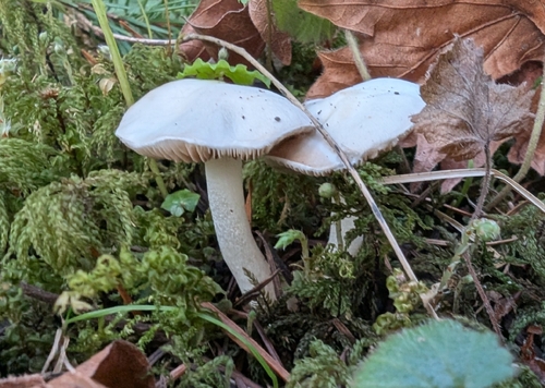 Inocybe geophylla — (c) Brodie Cass Talbott, some rights reserved (CC BY)