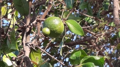 Psidium friedrichsthalianum