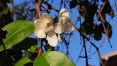 Psidium friedrichsthalianum