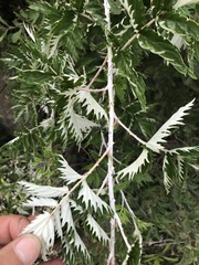 Rubus ludwigii