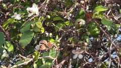 Psidium friedrichsthalianum