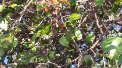 Psidium friedrichsthalianum