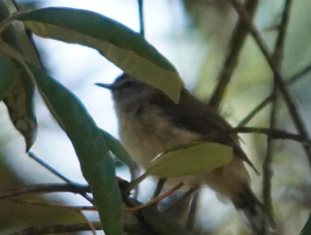Brown Gerygone (Gerygone mouki), photo 3