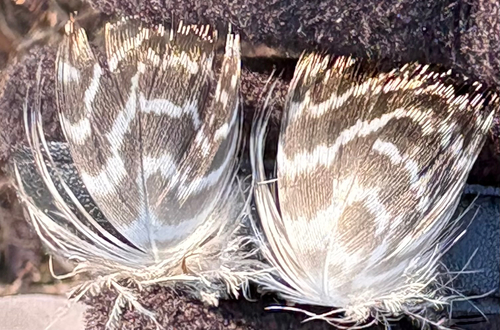 Plume de Canard chipeau