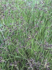 Cyperus mundii