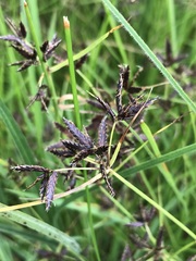 Cyperus mundii