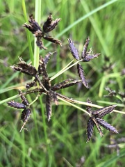 Cyperus mundii