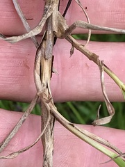 Cyperus mundii