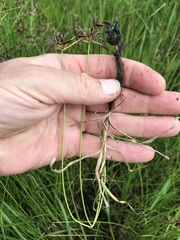 Cyperus mundii