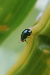 Spaniocelyphus cognatus