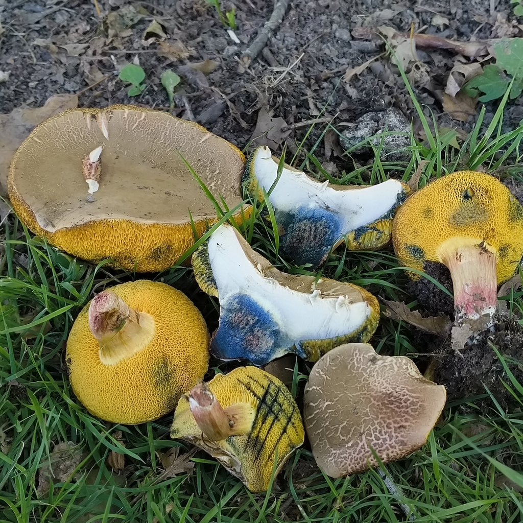 Xerocomellus cisalpinus · February 2026 · photo: © zedt (iNaturalist, cc-by)