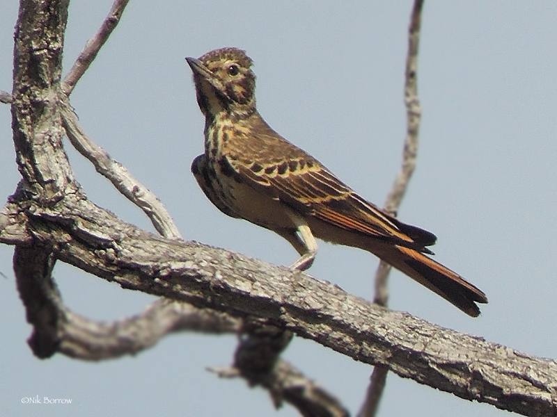 Rufous-rumped Lark illustration