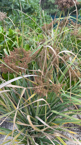 Cyperus javanicus observed 2026-02-06