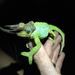 Dwarf Jackson's Chameleon - Photo (c) Elliot Kinsey, some rights reserved (CC BY-NC), uploaded by Elliot Kinsey
